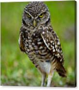 Burrowing Owl #1 Canvas Print