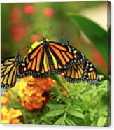 Butterfly Monarchs On Mums #2 Canvas Print