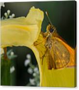Butterfly On Flower #2 Canvas Print