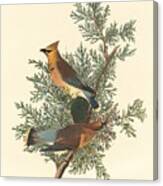 Cedar Bird #1 Canvas Print