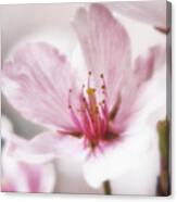 Cherry Blossom #2 Canvas Print