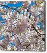 Cherry Blossom Canvas Print