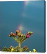 Cholla Rainbow #1 Canvas Print