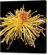 Chrysanthemum 'lava' #1 Canvas Print