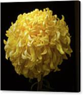 Chrysanthemum 'mckinley' #1 Canvas Print