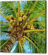 Coconuts In Tree #1 Canvas Print