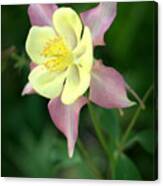 Columbine Flower #1 Canvas Print