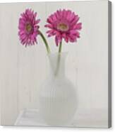 Gerbera Daisy Love Canvas Print