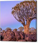 Dawn At The Quiver Trees #1 Canvas Print
