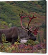Denali Caribou Herd #1 Canvas Print