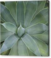 Detail Of An Agave Attenuata #1 Canvas Print