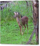 Doe In Nature #1 Canvas Print
