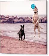 Dog With Frisbee #1 Canvas Print