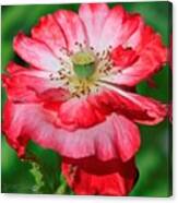 Double Red And White Poppy From The Garden Gnome Mix #5 Canvas Print