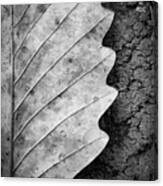 Dried Leaf #1 Canvas Print