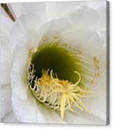 Easter Lily Cactus #1 Canvas Print