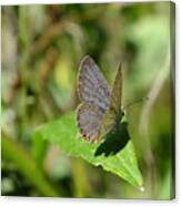 Eastern Tailed Blue Butterfly #1 Canvas Print