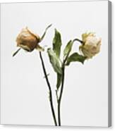 Dried rose Photograph by Bernard Jaubert - Pixels