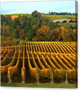 Fall In A Vineyard #1 Canvas Print