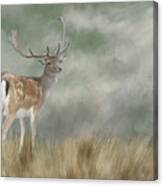 Fallow Deer Portrait Ii Canvas Print