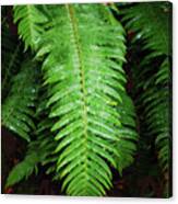 Fern #1 Canvas Print