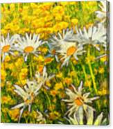 Field Of Daisies #2 Canvas Print