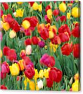 Field Of Tulips #1 Canvas Print