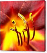 Fire Lily 3 Canvas Print