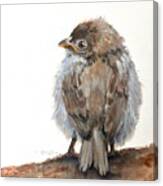 Fledgling Sparrow #1 Canvas Print
