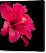 Floating  Hibiscus #2 Canvas Print