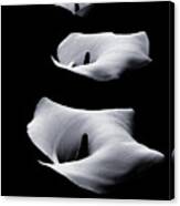 Floating Lilies Canvas Print