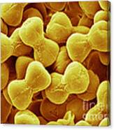 Forget-me-not Pollen, Sem #1 Canvas Print