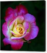 Glowing Rose #1 Canvas Print