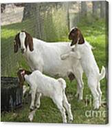 Goat With Kids Canvas Print