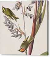 Golden-crested Wren Canvas Print