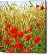 Red Poppies And Grain Field Canvas Print