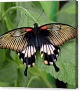 Great Mormon Butterfly #2 Canvas Print