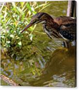 Green Heron Fishing #1 Canvas Print