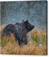 Grizzly In Falling Snow Canvas Print