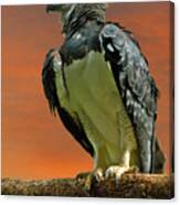 Harpy Eagle #1 Canvas Print