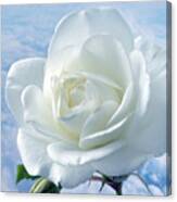 Heavenly White Rose. Canvas Print