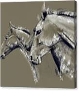 Horse Study #1 Canvas Print