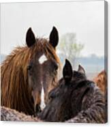 Horses #1 Canvas Print