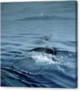 Humpback Whale And Calf #1 Canvas Print