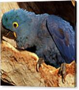 Hyacinth Macaw In Nest #1 Canvas Print