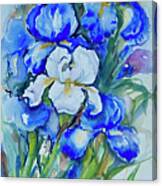 Irises #1 Canvas Print