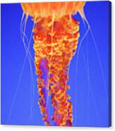 Jellyfish #1 Canvas Print