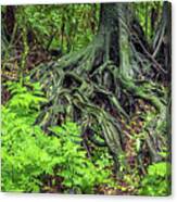 Jungle Roots #1 Canvas Print