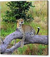 Leopard - Botswana, Africa Canvas Print