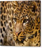 Leopard #1 Canvas Print